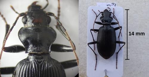 Réf. 210 329 : Nebria jockischii